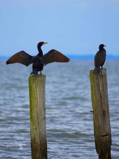 Walton Beach Nature Preserve - North Beach, MD