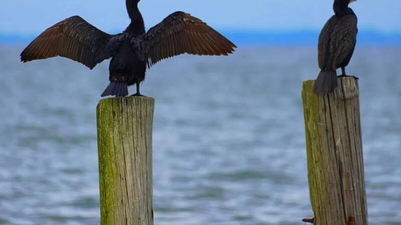 Walton Beach Nature Preserve - North Beach, MD