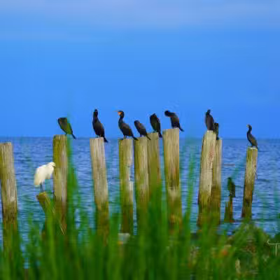 Walton Beach Nature Preserve - North Beach, MD
