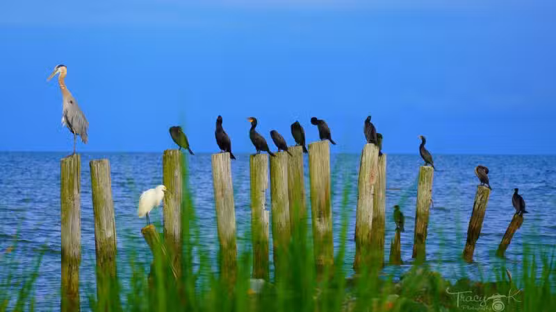 Walton Beach Nature Preserve - North Beach, MD