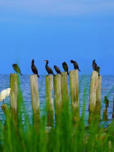 Walton Beach Nature Preserve - North Beach, MD