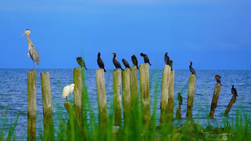 Walton Beach Nature Preserve - North Beach, MD