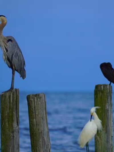Walton Beach Nature Preserve - North Beach, MD
