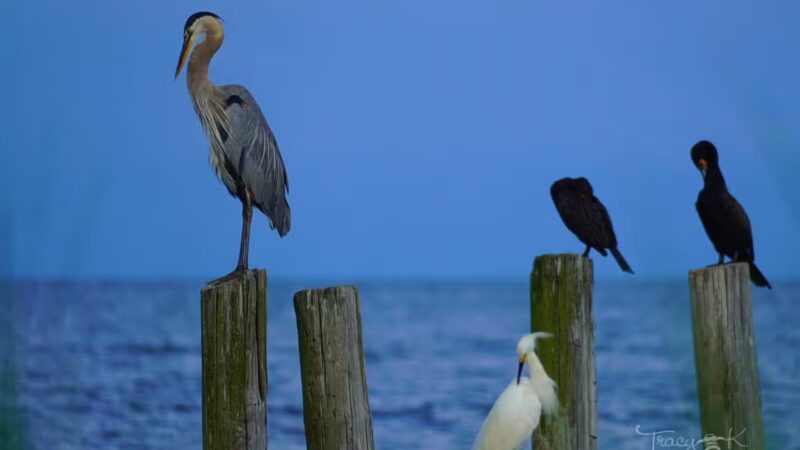 Walton Beach Nature Preserve - North Beach, MD
