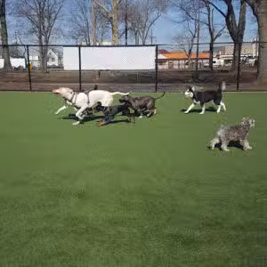 North Hudson County Park - Dog Park - North Bergen, NJ