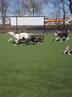 North Hudson County Park - Dog Park - North Bergen, NJ