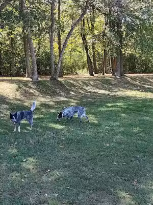 Checkerboard Dog Park - North Branch, MN