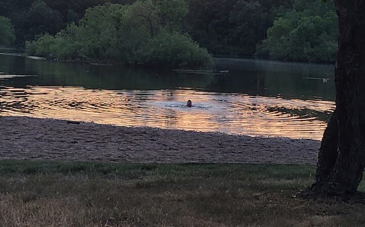 Checkerboard Dog Park - North Branch, MN