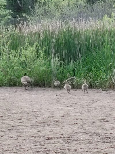 Checkerboard Dog Park - North Branch, MN