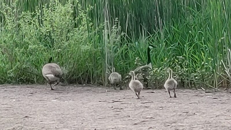 Checkerboard Dog Park - North Branch, MN