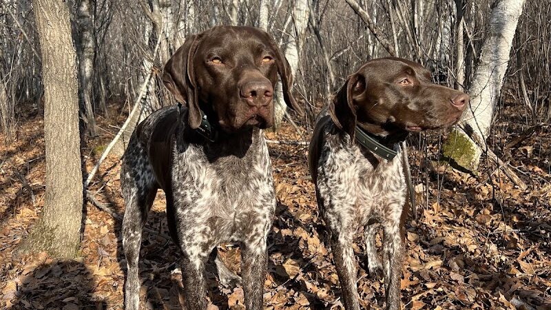 Checkerboard Dog Park - North Branch, MN