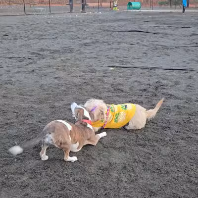 Hilltop Reservation Dog Park - North Caldwell, NJ