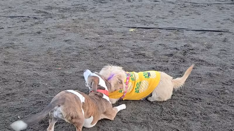 Hilltop Reservation Dog Park - North Caldwell, NJ