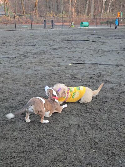 Hilltop Reservation Dog Park - North Caldwell, NJ