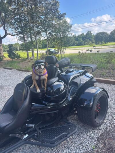 Broken Leash Dog Park & Bar - North Charleston, SC