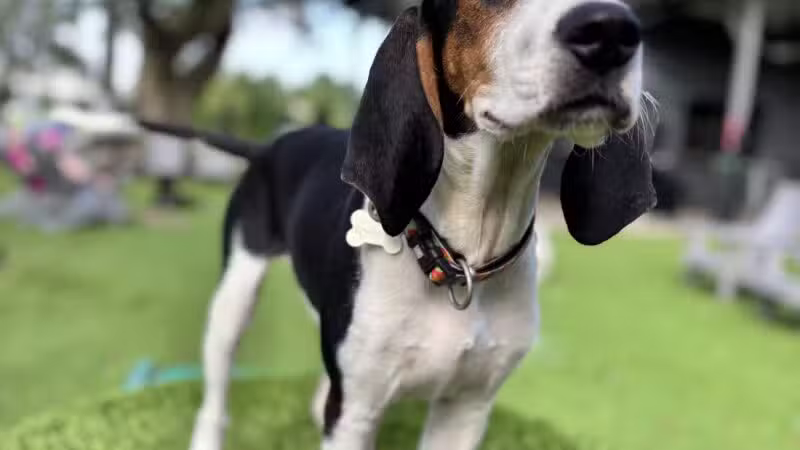 Broken Leash Dog Park & Bar - North Charleston, SC