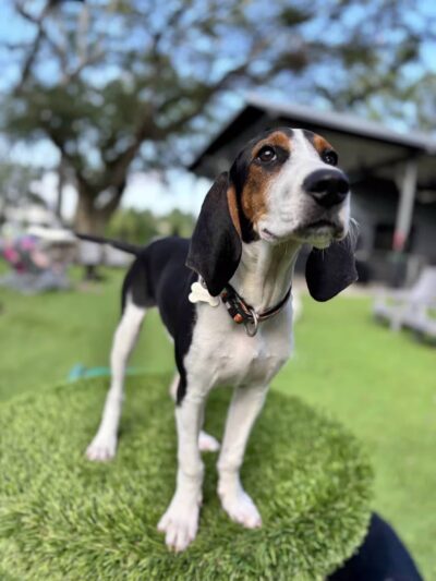 Broken Leash Dog Park & Bar - North Charleston, SC