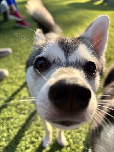 Broken Leash Dog Park & Bar - North Charleston, SC