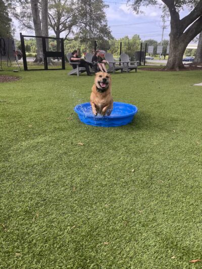 Broken Leash Dog Park & Bar - North Charleston, SC