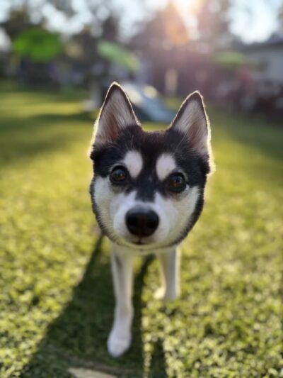 Broken Leash Dog Park & Bar - North Charleston, SC