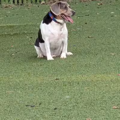 Mixson Avenue Dog Park - North Charleston, SC