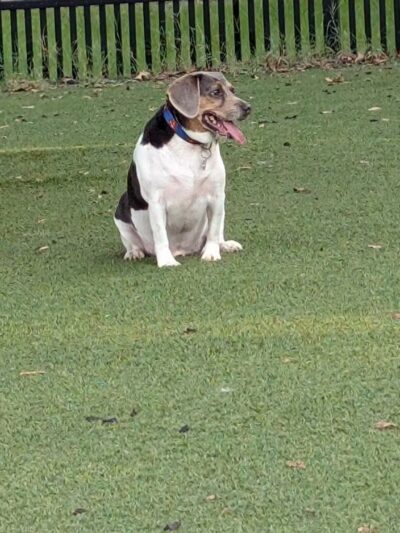 Mixson Avenue Dog Park - North Charleston, SC