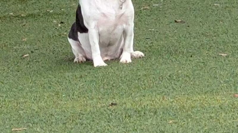 Mixson Avenue Dog Park - North Charleston, SC