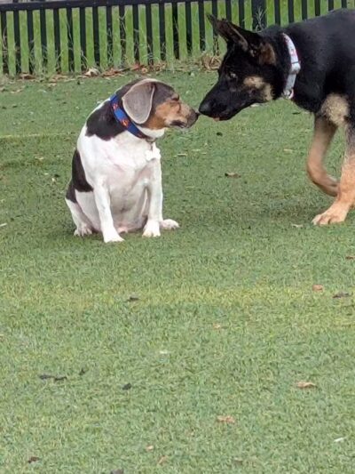 Mixson Avenue Dog Park - North Charleston, SC