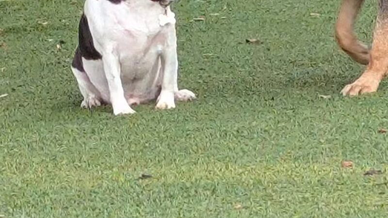 Mixson Avenue Dog Park - North Charleston, SC