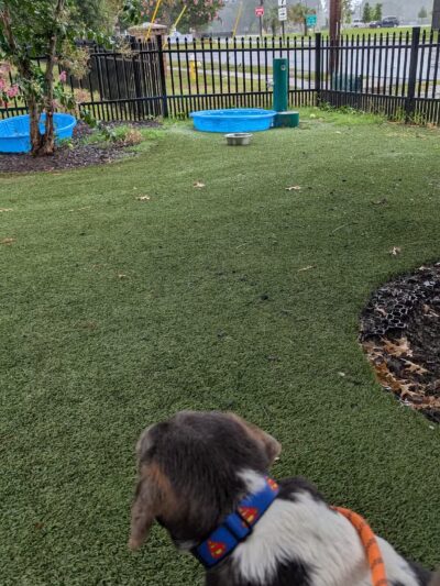 Mixson Avenue Dog Park - North Charleston, SC