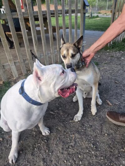 Chelmsford Dog Park - North Chelmsford, MA