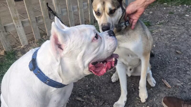 Chelmsford Dog Park - North Chelmsford, MA
