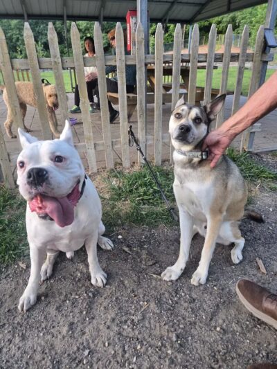 Chelmsford Dog Park - North Chelmsford, MA