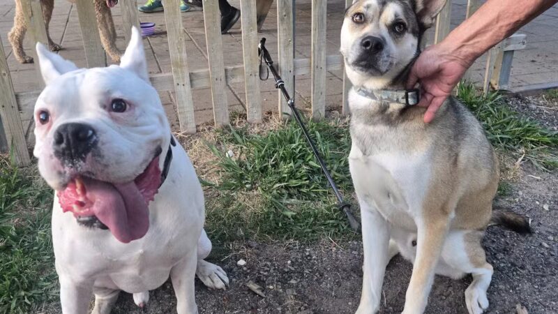 Chelmsford Dog Park - North Chelmsford, MA