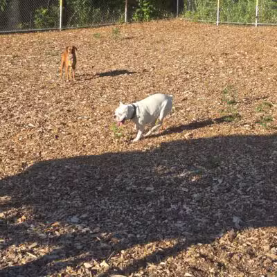 Chelmsford Dog Park - North Chelmsford, MA