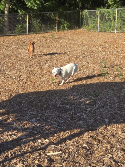 Chelmsford Dog Park - North Chelmsford, MA