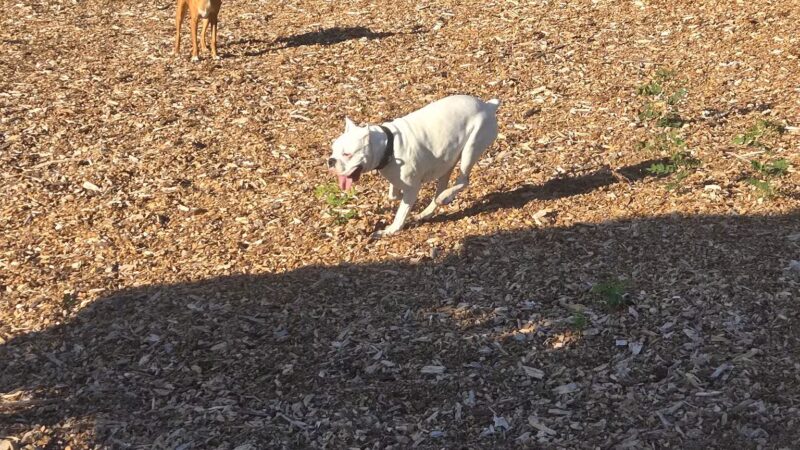 Chelmsford Dog Park - North Chelmsford, MA