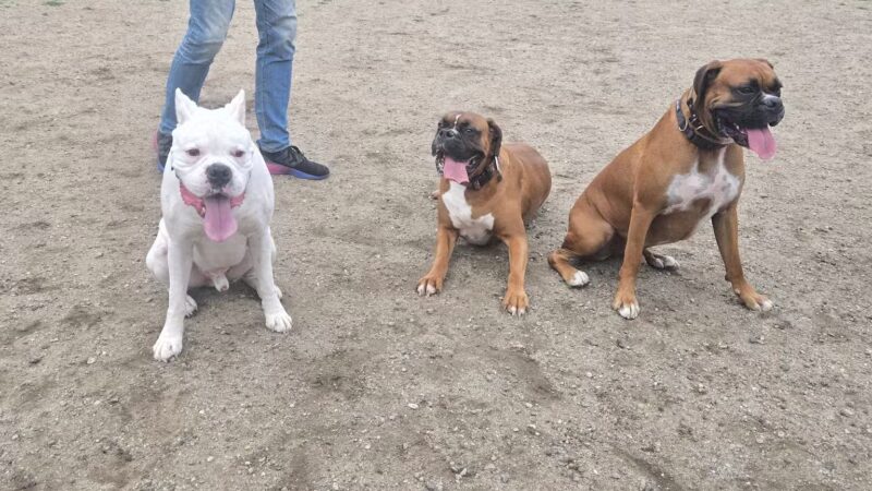 Chelmsford Dog Park - North Chelmsford, MA