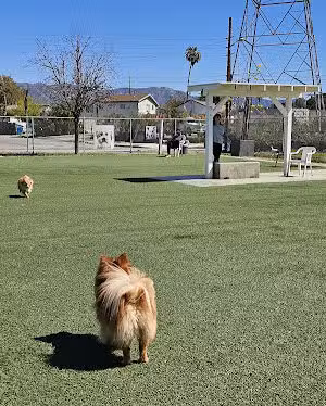 Whitnall Off Leash Dog Park - North Hollywood, CA