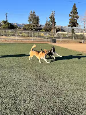 Whitnall Highway Off-Leash Dog Park - North Hollywood, CA