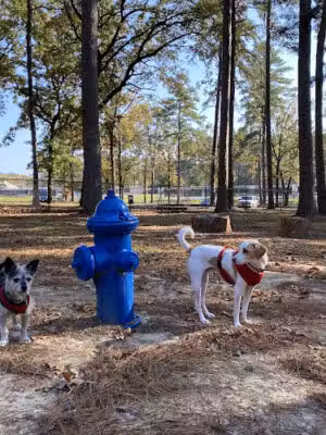 Burns Park Dog Park - North Little Rock, AR