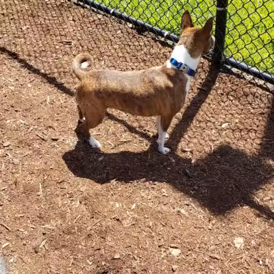 Oxford Dog Park - North Oxford, MI