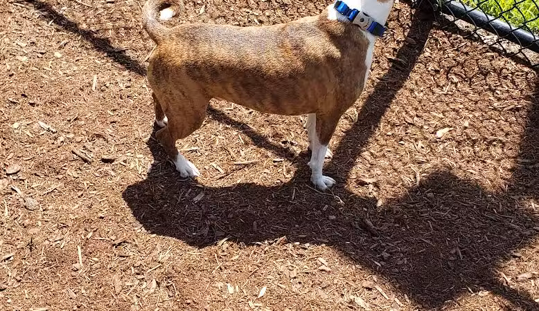 Oxford Dog Park - North Oxford, MI