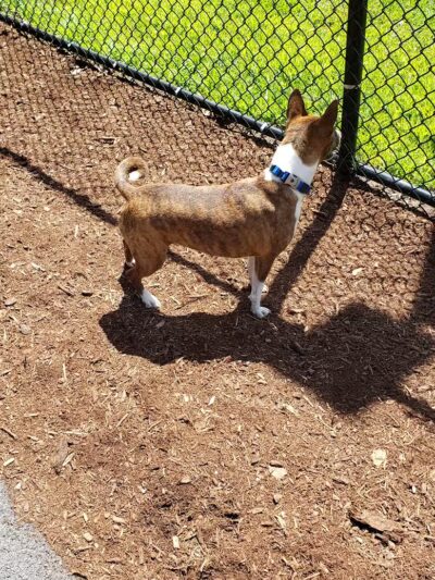 Oxford Dog Park - North Oxford, MI