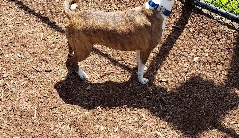 Oxford Dog Park - North Oxford, MI