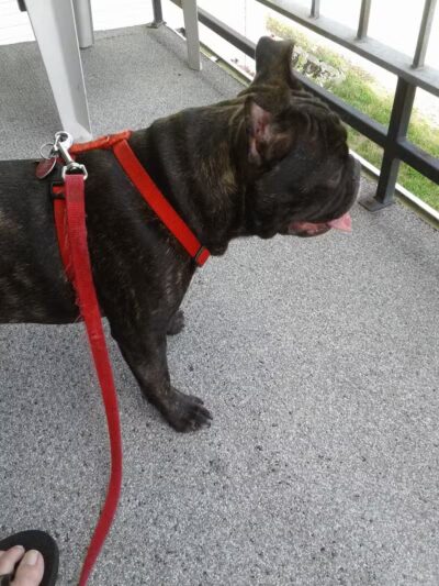 Oxford Dog Park - North Oxford, MI