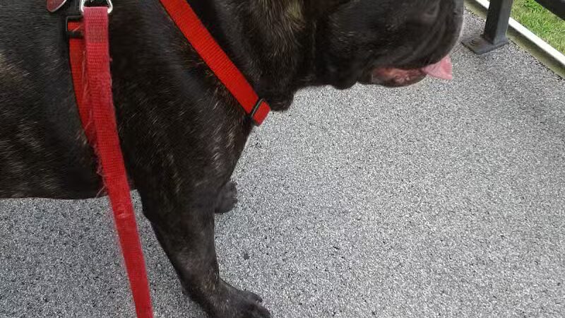 Oxford Dog Park - North Oxford, MI