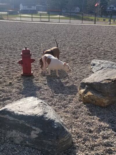 Oxford Dog Park - North Oxford, MI