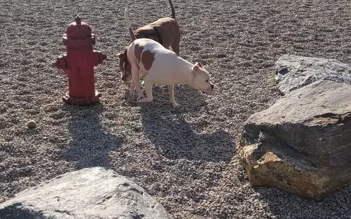 Oxford Dog Park - North Oxford, MI