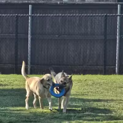 NRH Tipps Canine Hollow Dog Park - North Richland Hills, TX